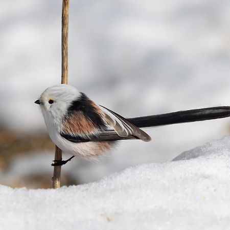 16 - Fulufjellets Nasjonalparker - Natur-, Dyre- Og Fugleopplevelser Ljørdal Zewnętrze zdjęcie