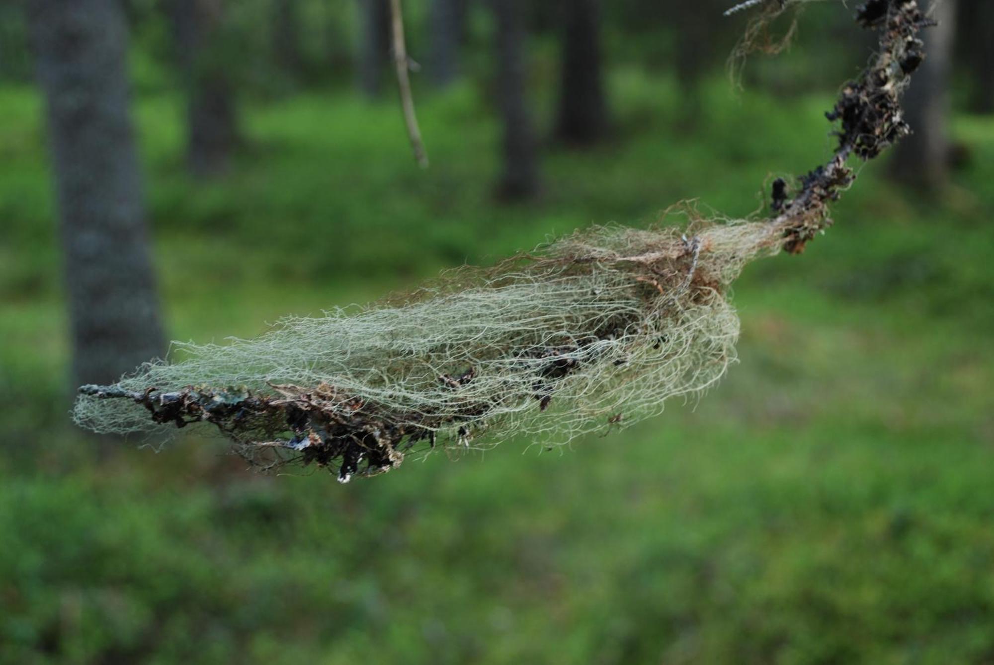 16 - Fulufjellets Nasjonalparker - Natur-, Dyre- Og Fugleopplevelser Ljørdal Zewnętrze zdjęcie