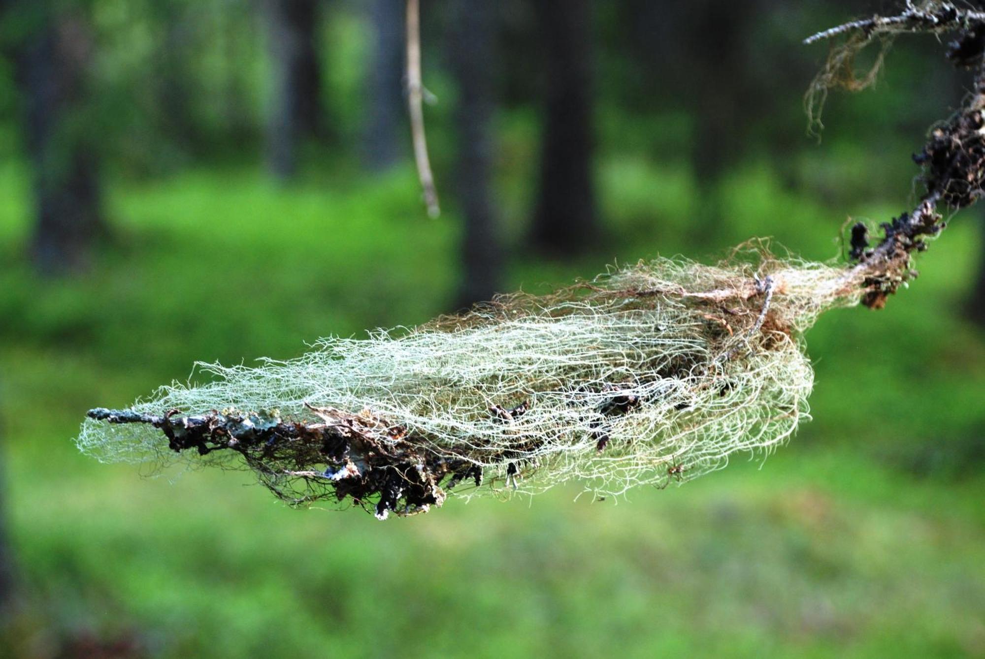 16 - Fulufjellets Nasjonalparker - Natur-, Dyre- Og Fugleopplevelser Ljørdal Zewnętrze zdjęcie