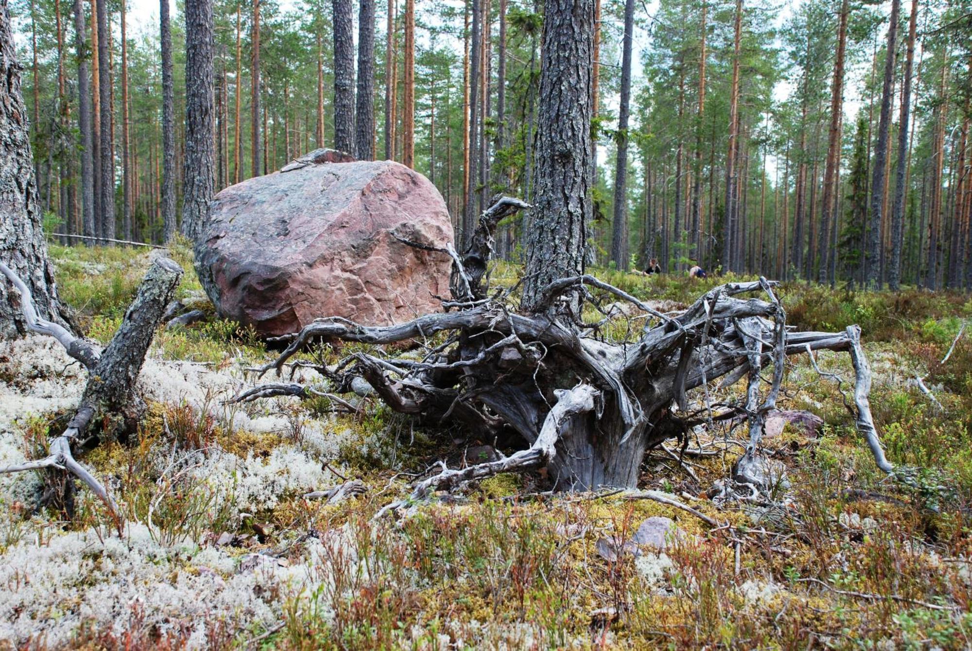 16 - Fulufjellets Nasjonalparker - Natur-, Dyre- Og Fugleopplevelser Ljørdal Zewnętrze zdjęcie