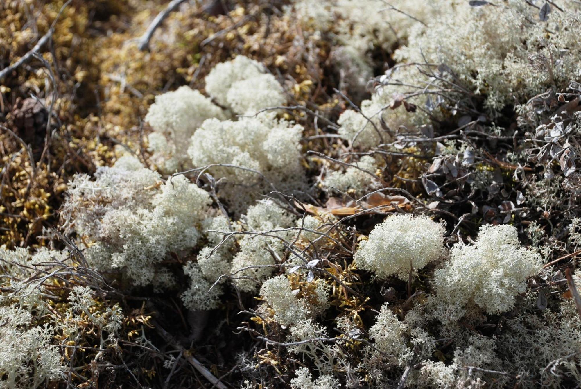 16 - Fulufjellets Nasjonalparker - Natur-, Dyre- Og Fugleopplevelser Ljørdal Zewnętrze zdjęcie