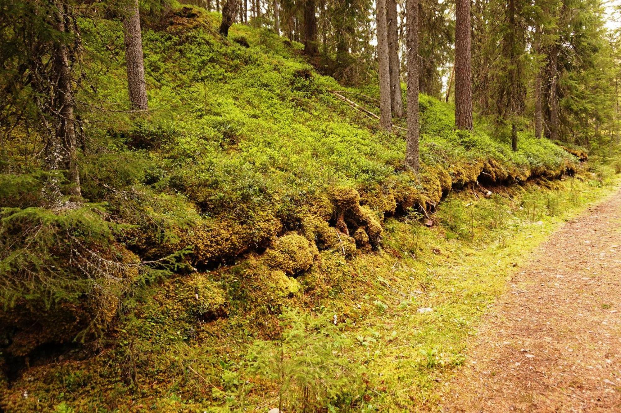 16 - Fulufjellets Nasjonalparker - Natur-, Dyre- Og Fugleopplevelser Ljørdal Zewnętrze zdjęcie