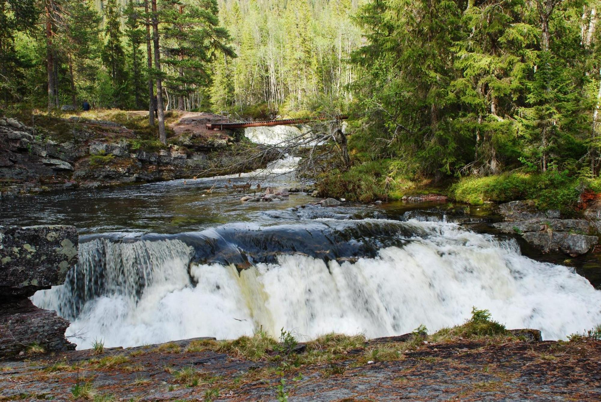 16 - Fulufjellets Nasjonalparker - Natur-, Dyre- Og Fugleopplevelser Ljørdal Zewnętrze zdjęcie