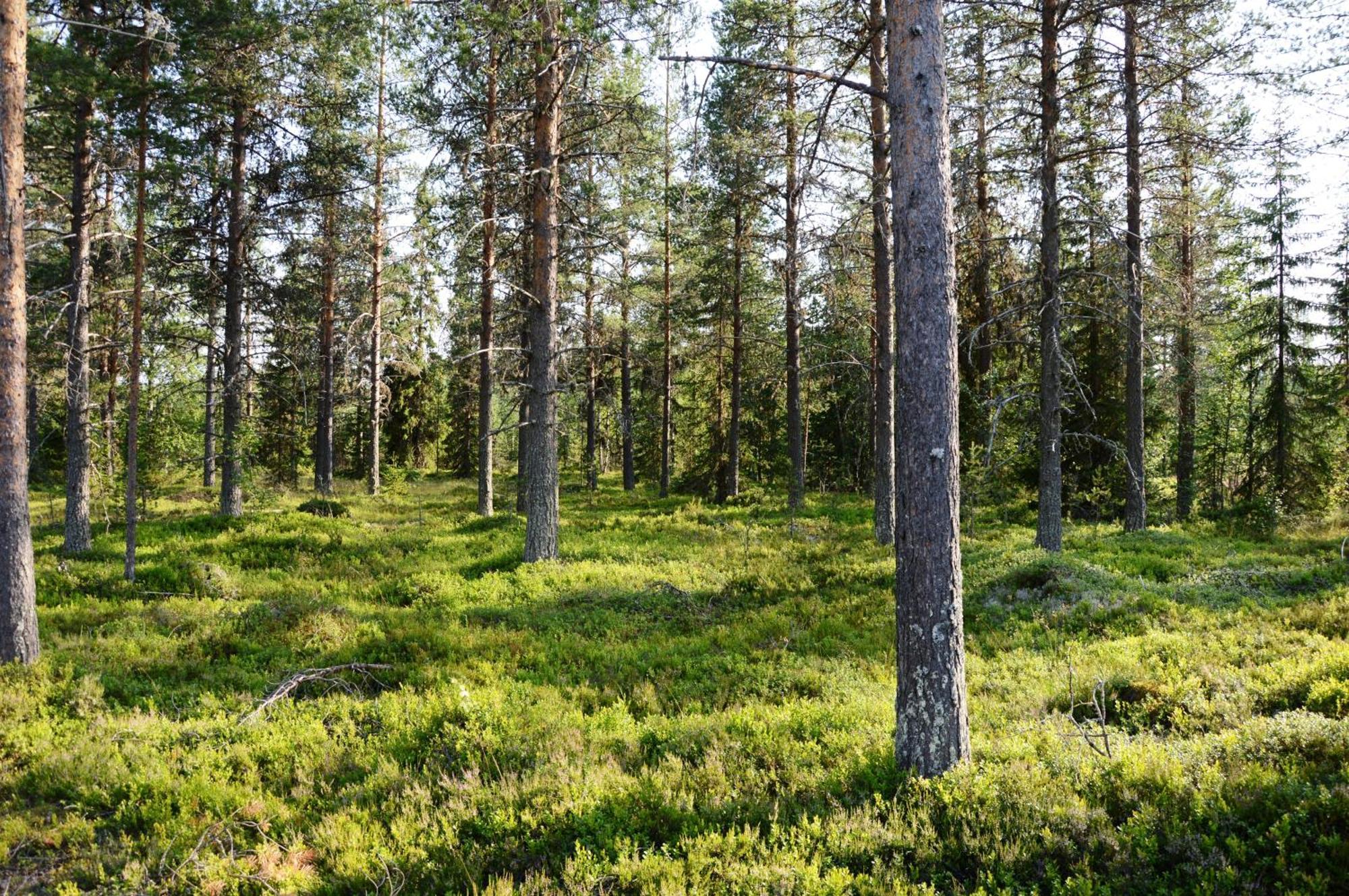16 - Fulufjellets Nasjonalparker - Natur-, Dyre- Og Fugleopplevelser Ljørdal Zewnętrze zdjęcie