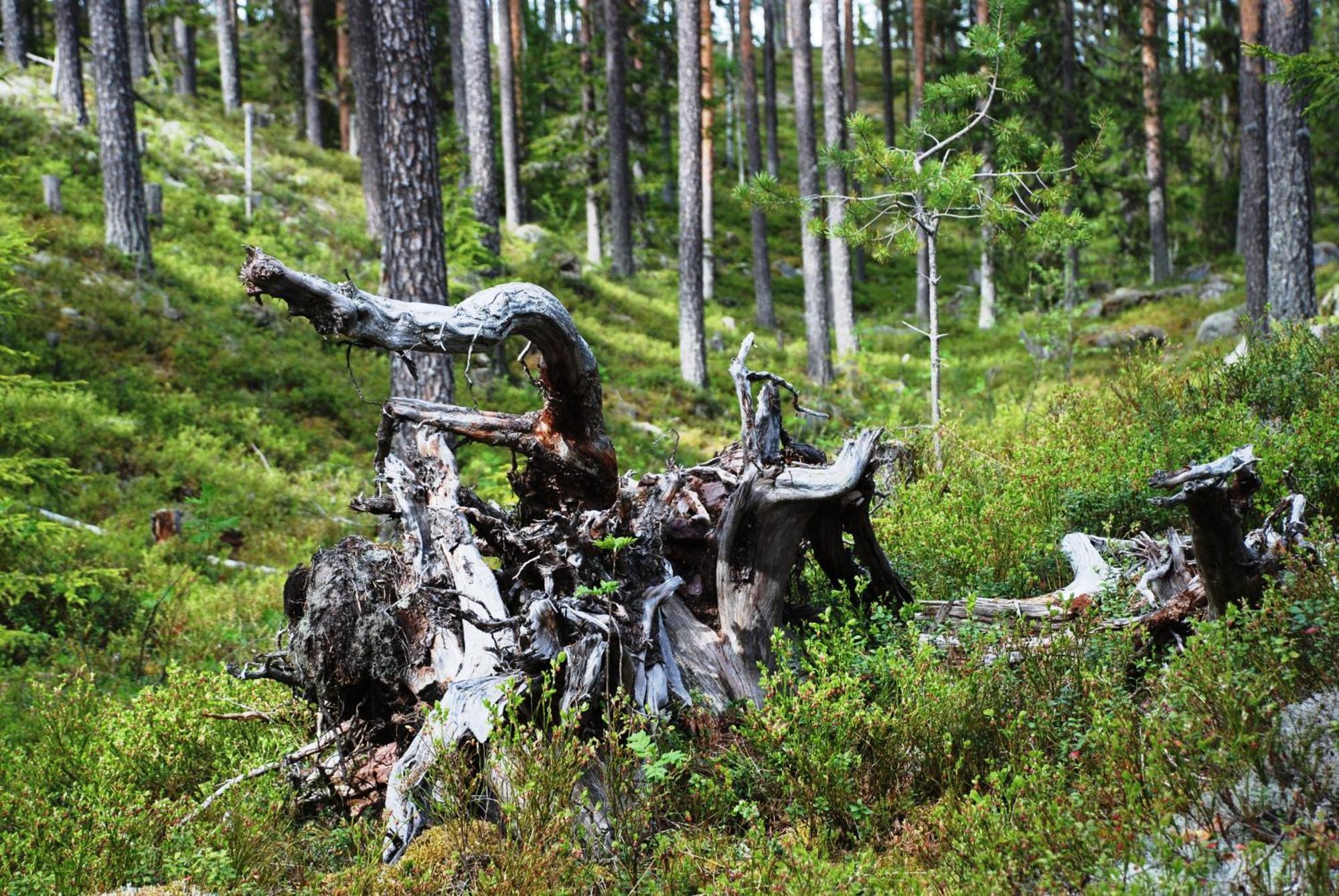 16 - Fulufjellets Nasjonalparker - Natur-, Dyre- Og Fugleopplevelser Ljørdal Zewnętrze zdjęcie
