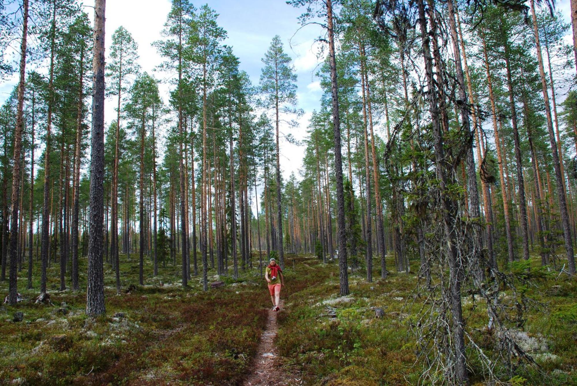 16 - Fulufjellets Nasjonalparker - Natur-, Dyre- Og Fugleopplevelser Ljørdal Zewnętrze zdjęcie