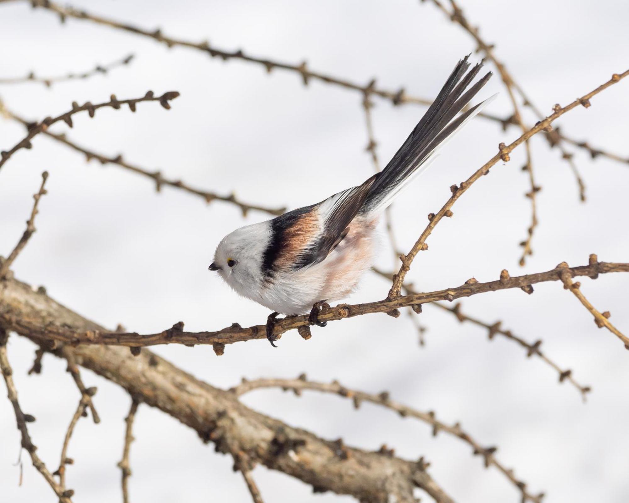 16 - Fulufjellets Nasjonalparker - Natur-, Dyre- Og Fugleopplevelser Ljørdal Zewnętrze zdjęcie