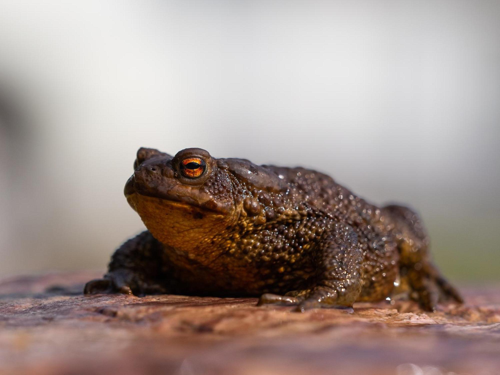 16 - Fulufjellets Nasjonalparker - Natur-, Dyre- Og Fugleopplevelser Ljørdal Zewnętrze zdjęcie