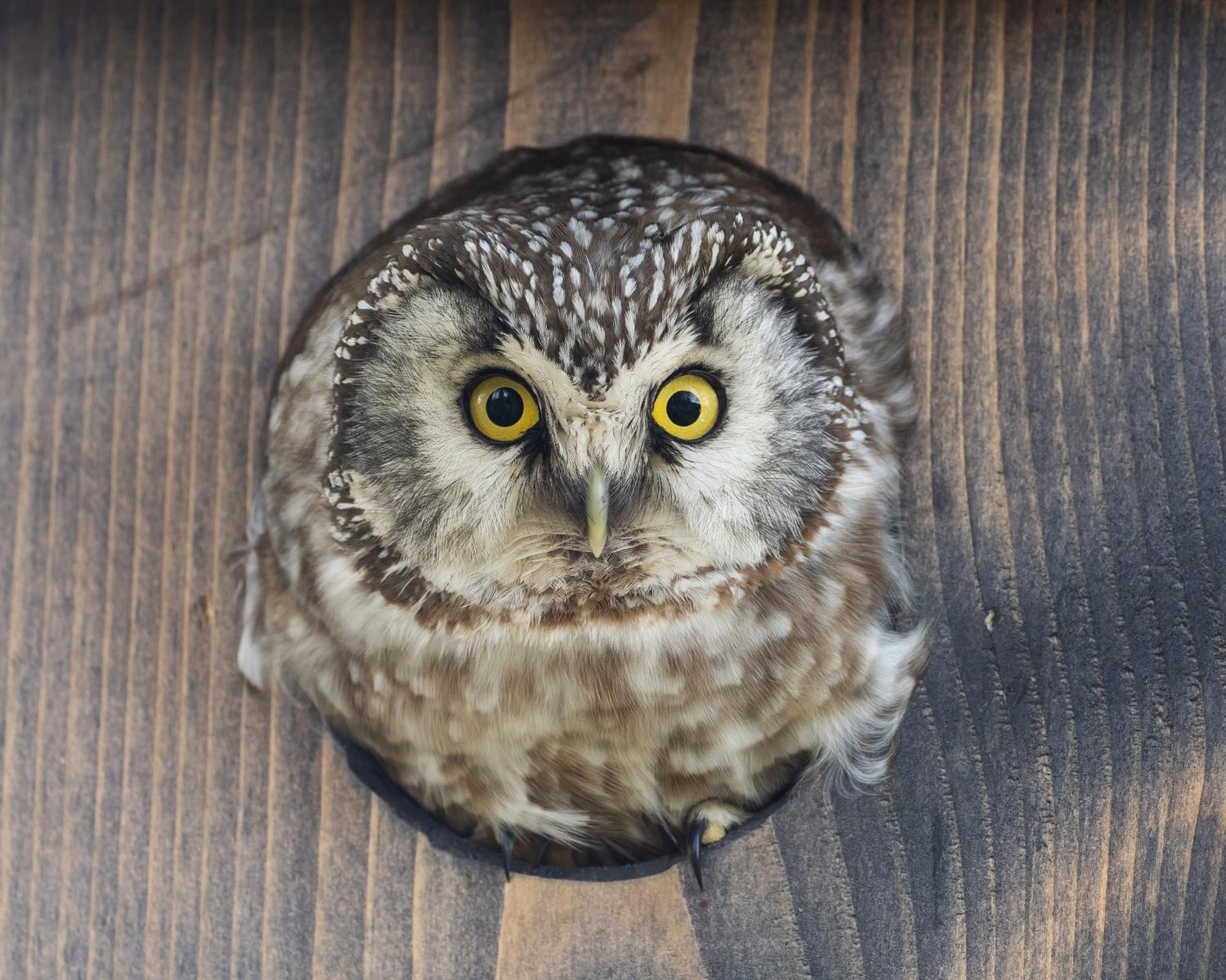 16 - Fulufjellets Nasjonalparker - Natur-, Dyre- Og Fugleopplevelser Ljørdal Zewnętrze zdjęcie