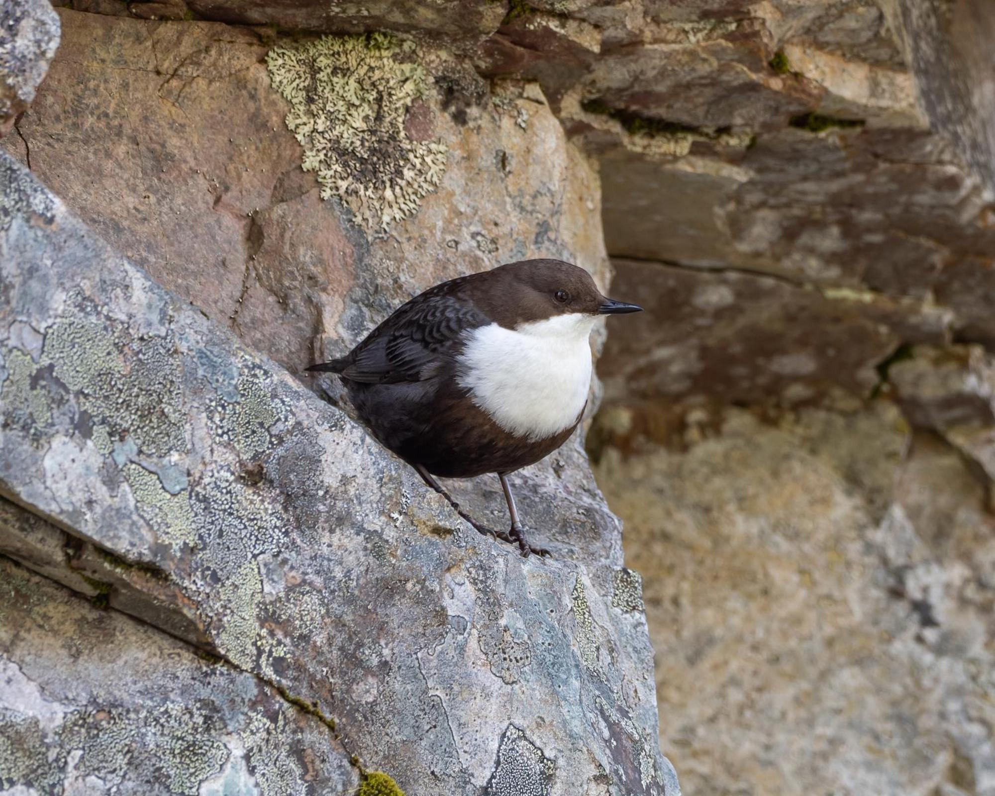 16 - Fulufjellets Nasjonalparker - Natur-, Dyre- Og Fugleopplevelser Ljørdal Zewnętrze zdjęcie