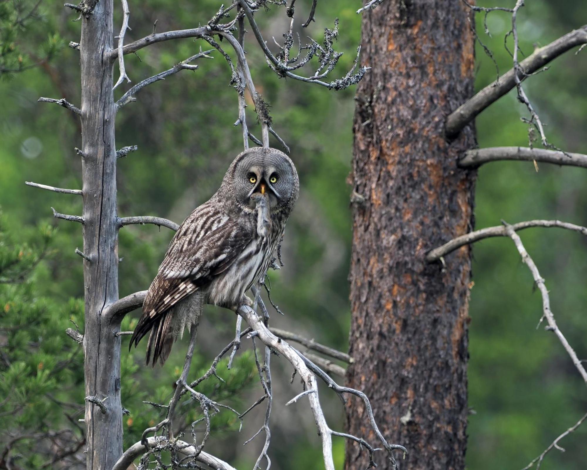 16 - Fulufjellets Nasjonalparker - Natur-, Dyre- Og Fugleopplevelser Ljørdal Zewnętrze zdjęcie