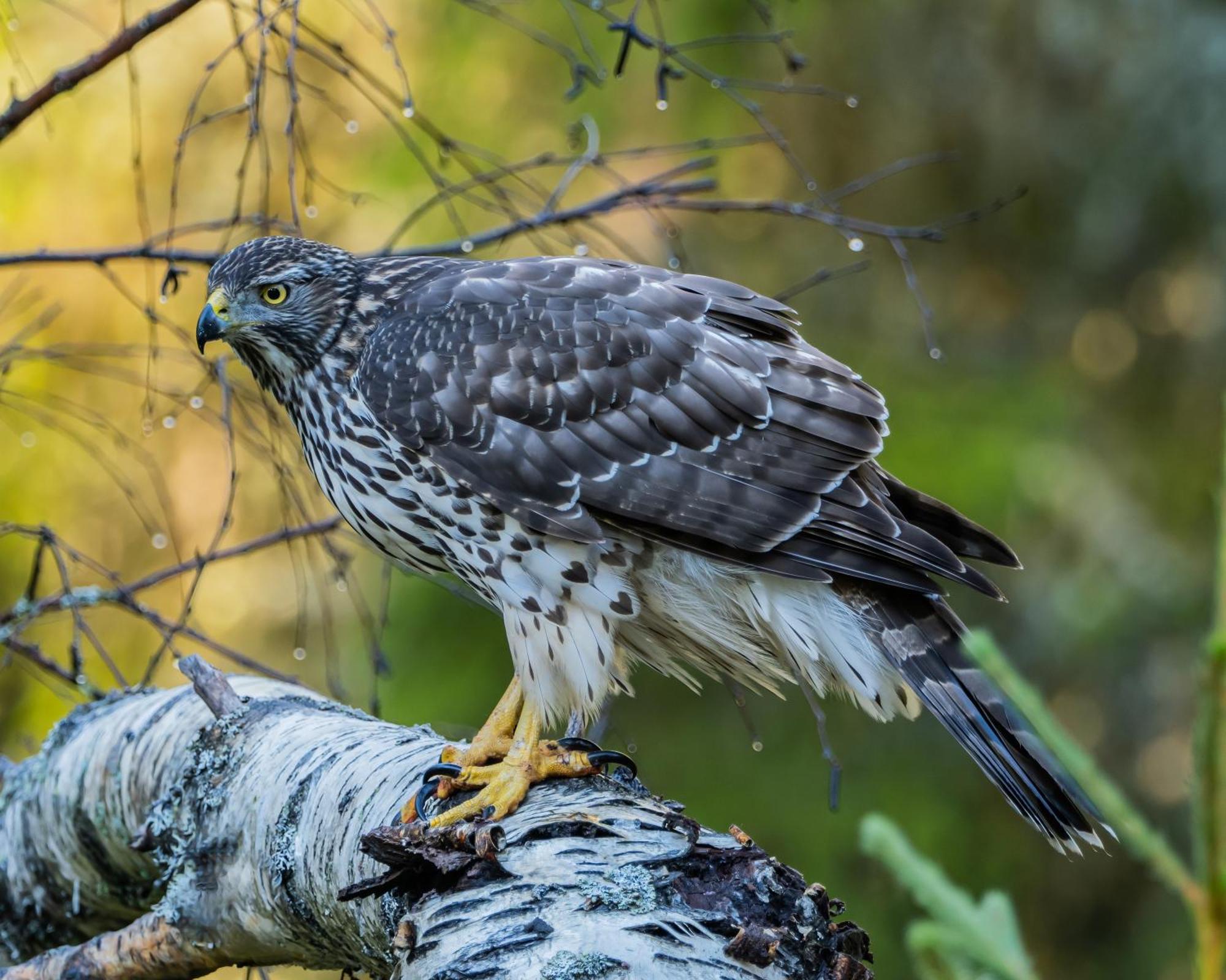 16 - Fulufjellets Nasjonalparker - Natur-, Dyre- Og Fugleopplevelser Ljørdal Zewnętrze zdjęcie